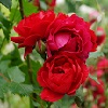 Фестиваль роз на Кипре